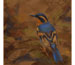 "Varied Thrush" by Randena Walsh